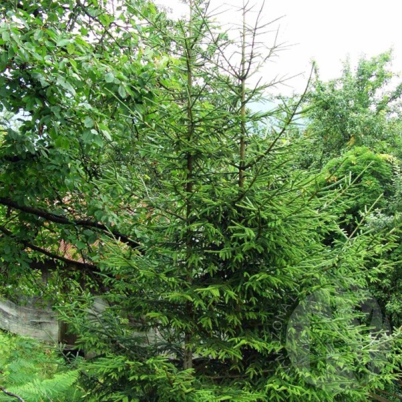 Eglė rytinė (Picea Orientalis) sėklos - 30 vnt. (#277)