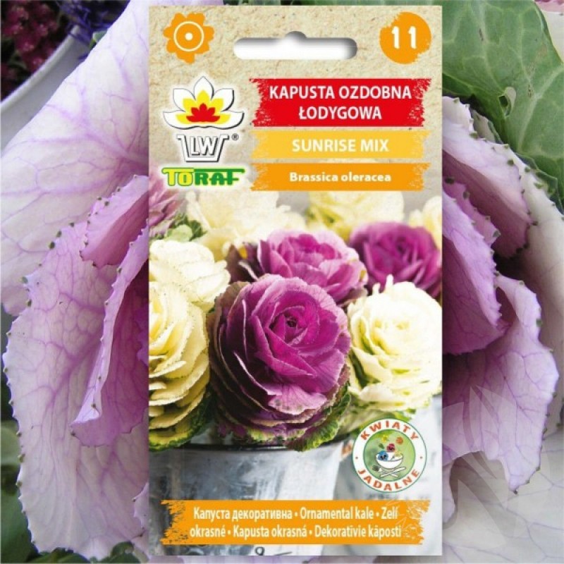 Puošnieji kopūstai (Brassica Oleracea Sunrise Mišinys) sėklos - 10 vnt. (#1357)