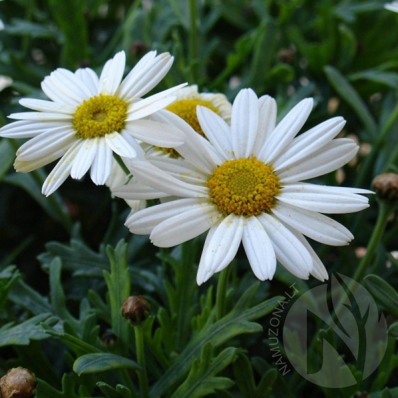 Oxeye Daisy (Chrysanthemum leucanthemum Margaretka) 800 seeds (#1035)
