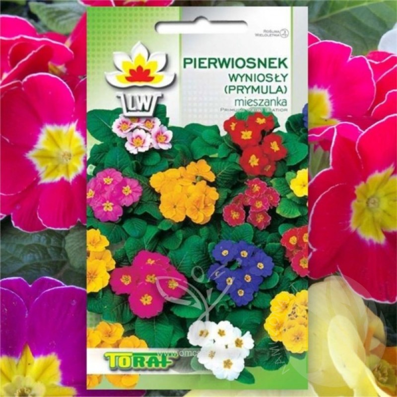 Raktažolė (Primula Veris Elatior mišinys) sėklos - 40 vnt (#1622)