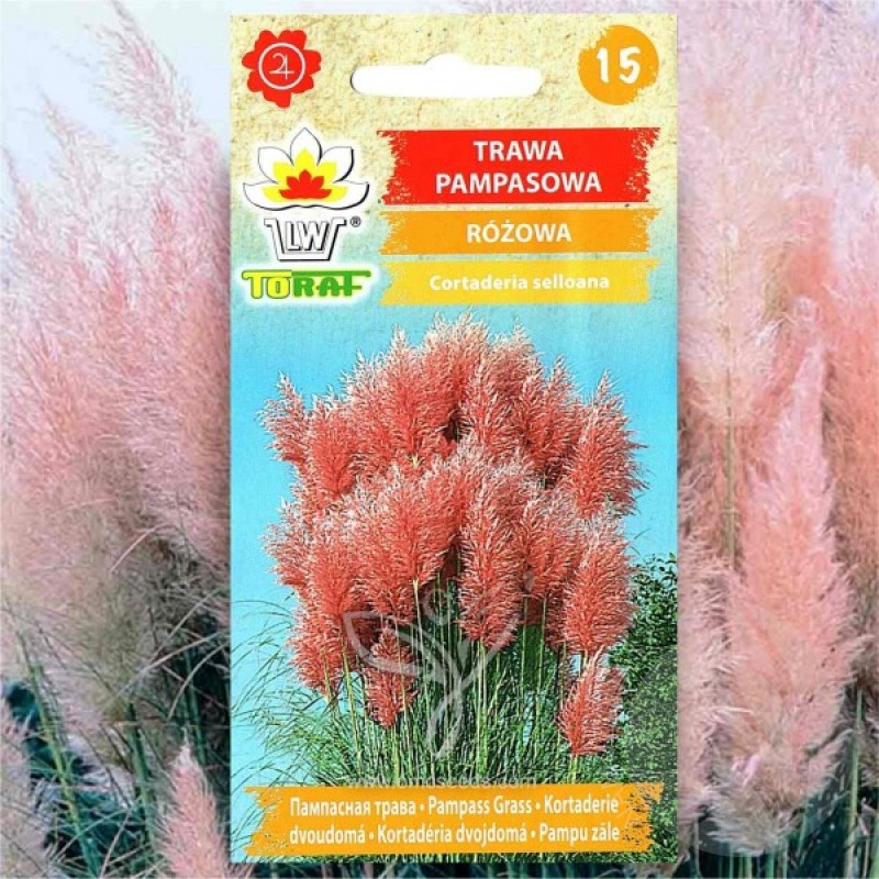 Pampas Grass PINK (Cortaderia Selloana) 200 seeds (#2252)