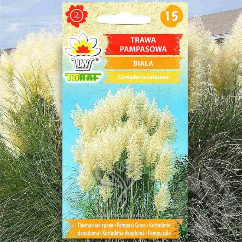 Pampas Grass WHITE (Cortaderia Selloana) 200 seeds (#2235)