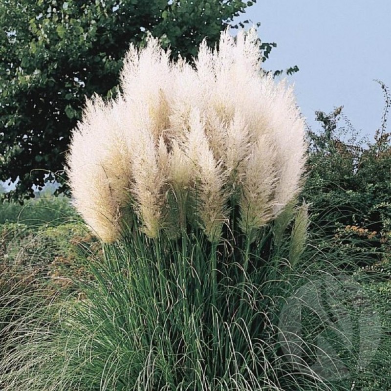 Pampas Grass WHITE (Cortaderia Selloana) 200 seeds (#2235)