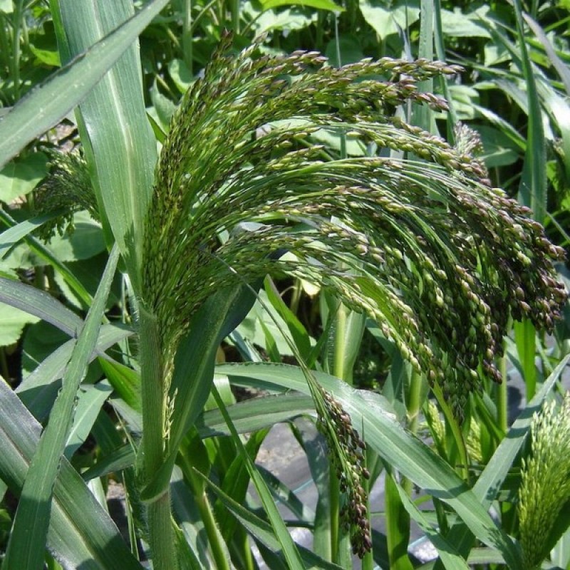 Panic Grass (Panicum Violaceum) 250 seeds (#1431)