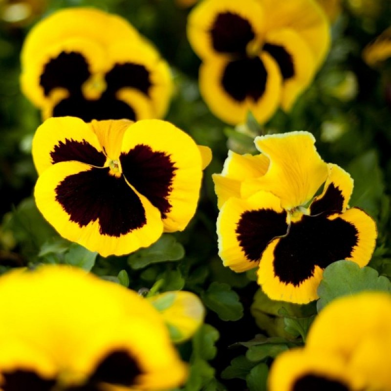 Pansy (Viola Wittrockiana Firnengold) 120 seeds (#2132)