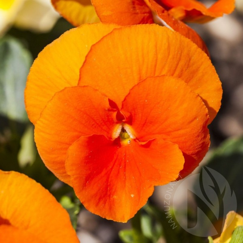 Našlaitė darželinė (Viola Wittrockiana Orange Sun) sėklos - 60 vnt (#1618)