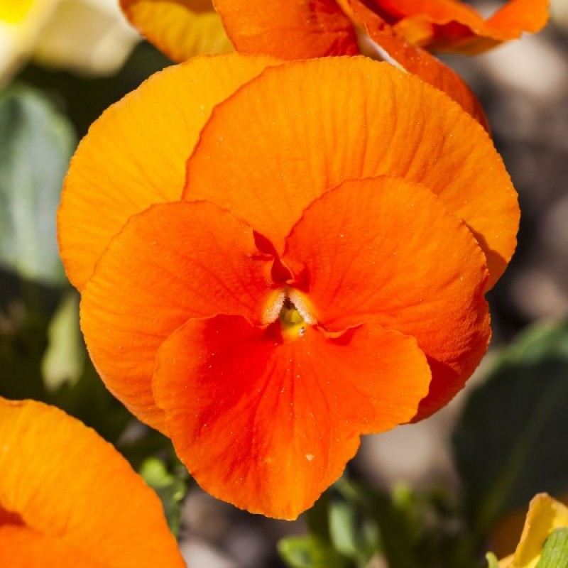 Našlaitė darželinė (Viola Wittrockiana Orange Sun) sėklos - 150 vnt (#1618)