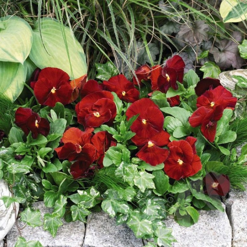 Pansy (Viola x wittrockiana Red) 150 seeds (#1719)