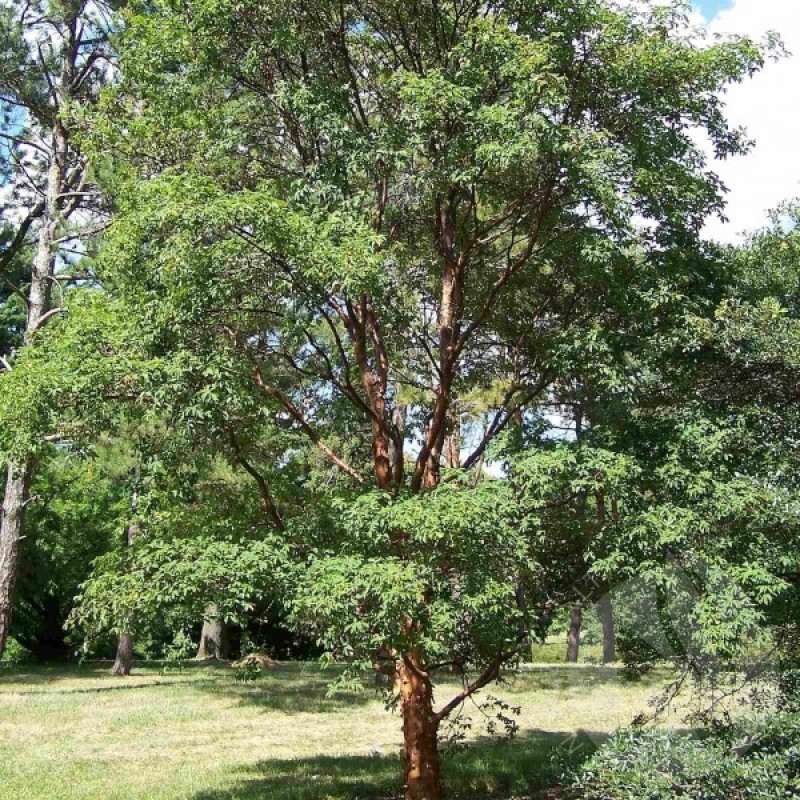 Paperbark Maple (Acer Griseum) 5 seeds (#117)