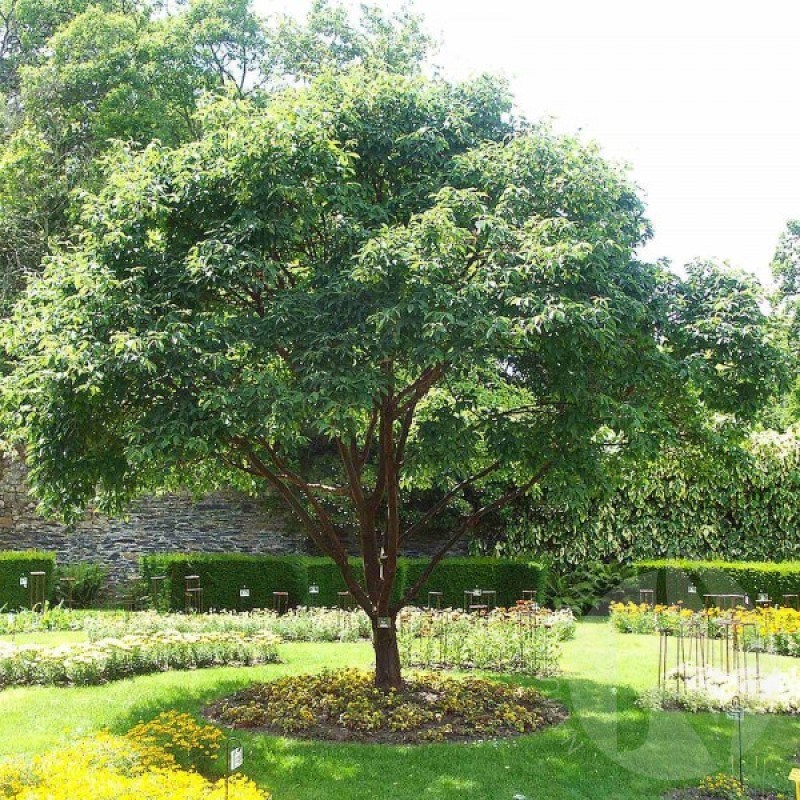 Klevas pilkasis (Acer Griseum) sėklos - 5 vnt. (#117)