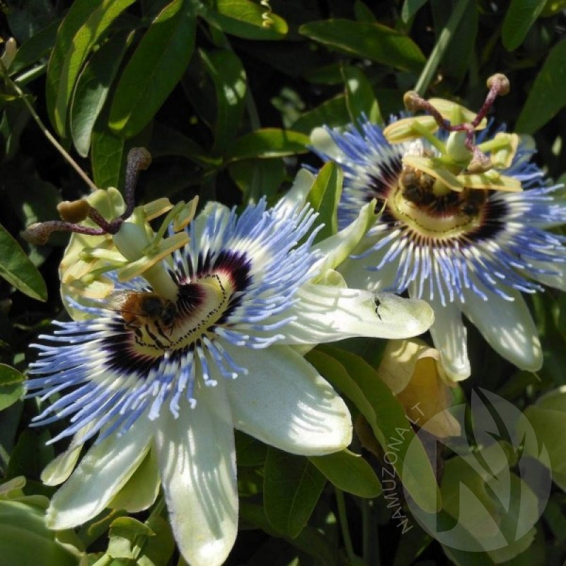 Blue Passion Flower (Passiflora Caerulea) 20 seeds (#1684)