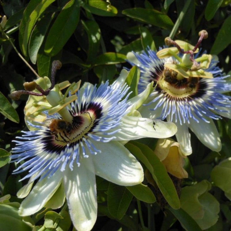 Blue Passion Flower (Passiflora Caerulea) 20 seeds (#1684)