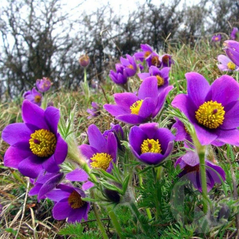 Šilagėlė Paprastoji (Anemone Pulsatilla violetinė) sėklos - 60 vnt (#2217)