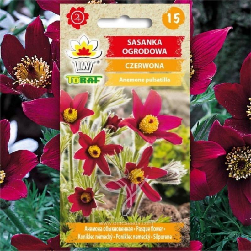 Pasque Flower (Anemone Pulsatilla red) 60 seeds (#2220)