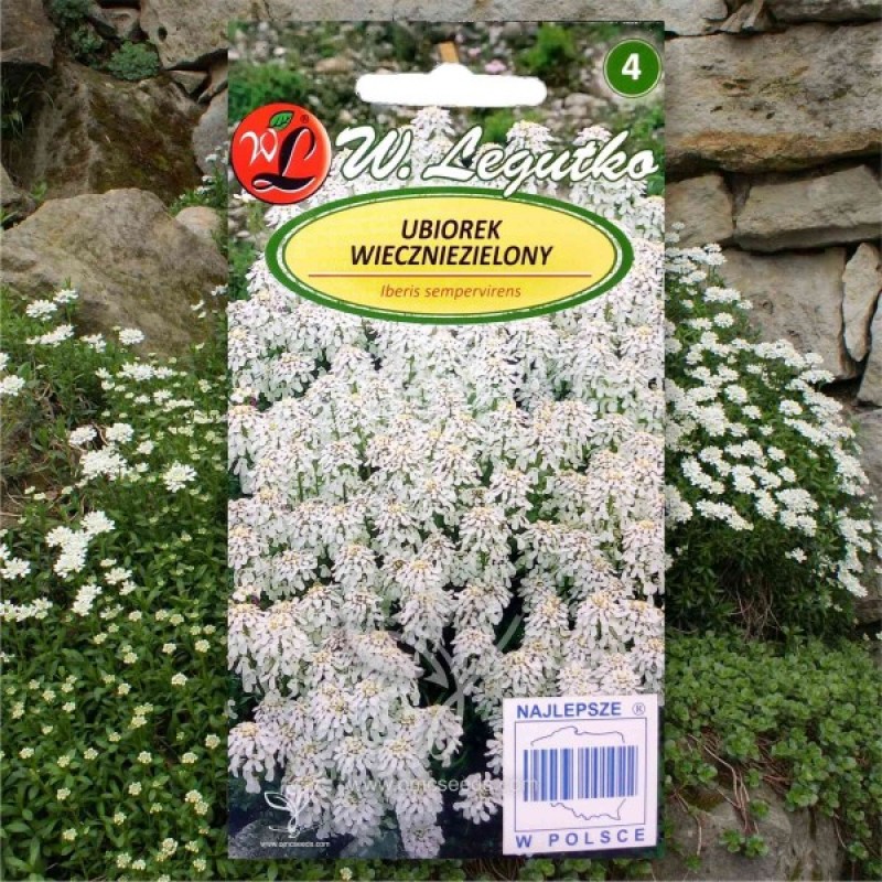 Perennial Candytuft (Iberis Sempervirens) 50 seeds (#1428)
