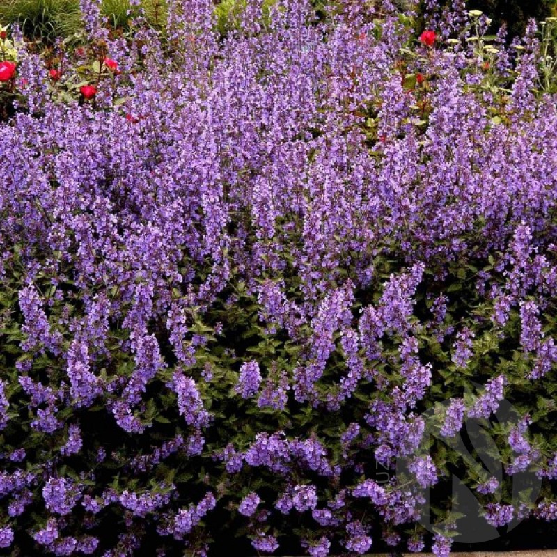 Persian Catmint (Nepeta mussinii) 100 seeds (#1305)