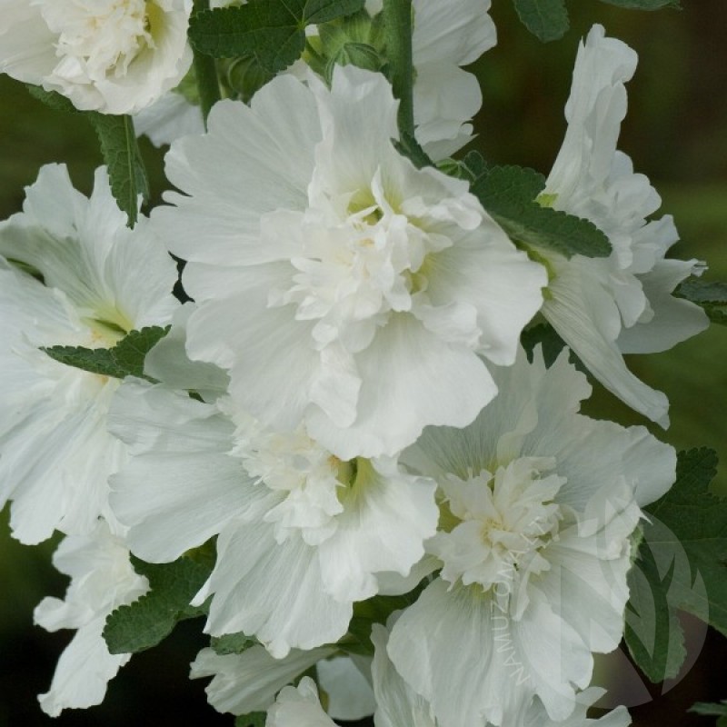 Hollyhock (Alcea Rosea white) 40 seeds (#1521)