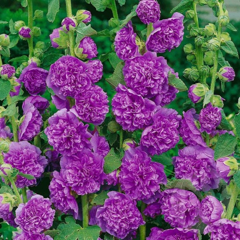 Hollyhock (Alcea Rosea violet) 40 seeds (#1319)