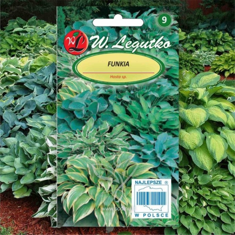 120 Pcs Mixed Hosta Seeds Perennial Plantain Lily Flower Grass Ornamental Plant Ground Cover Plant Ground Cover Plant Colorful 