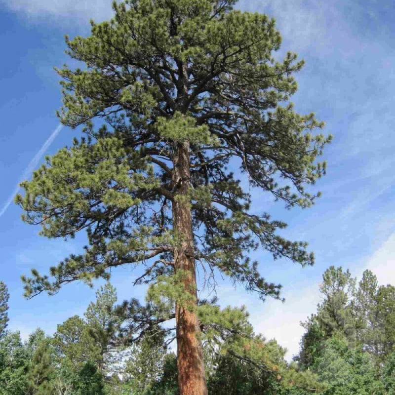 Pušis geltonoji (Pinus Ponderosa) sėklos - 10 vnt. (#468)
