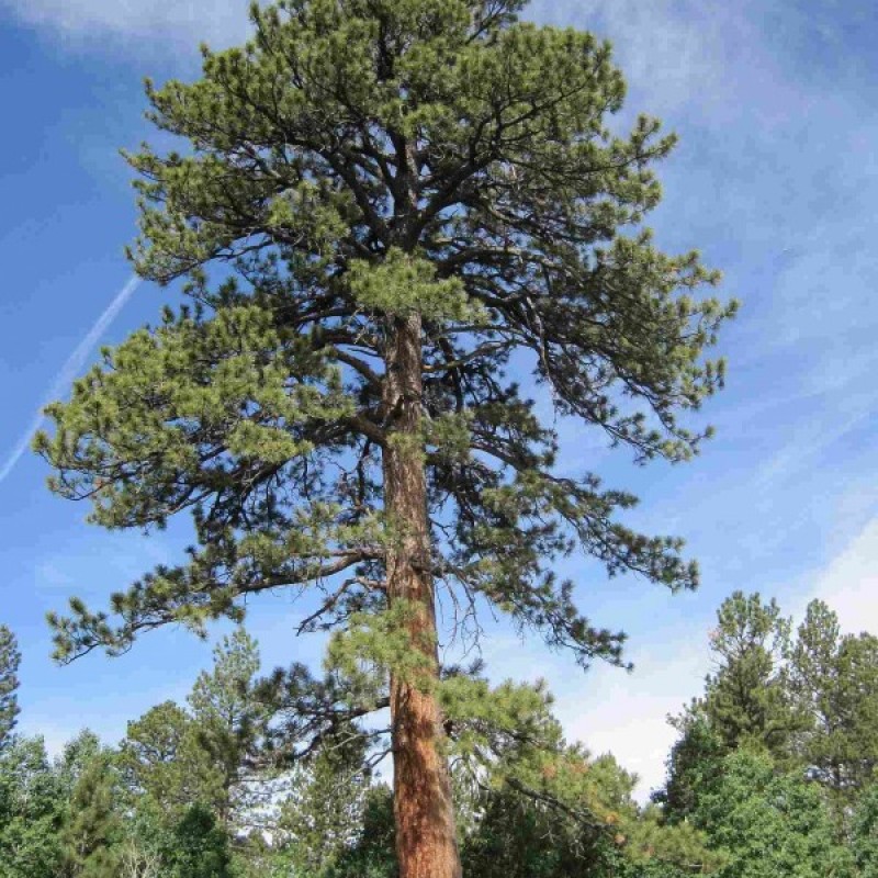 Ponderosa Pine (Pinus Ponderosa) 10 seeds (#468)