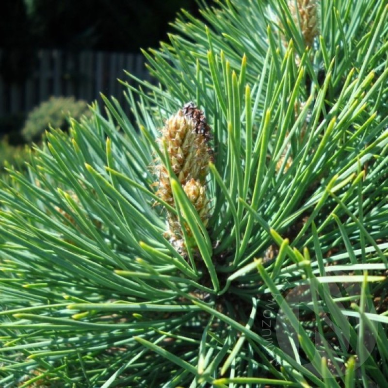 Pušis geltonoji (Pinus Ponderosa) sėklos - 10 vnt. (#468)