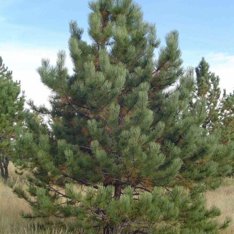 Ponderosa Pine (Pinus Ponderosa) 10 seeds (#468)