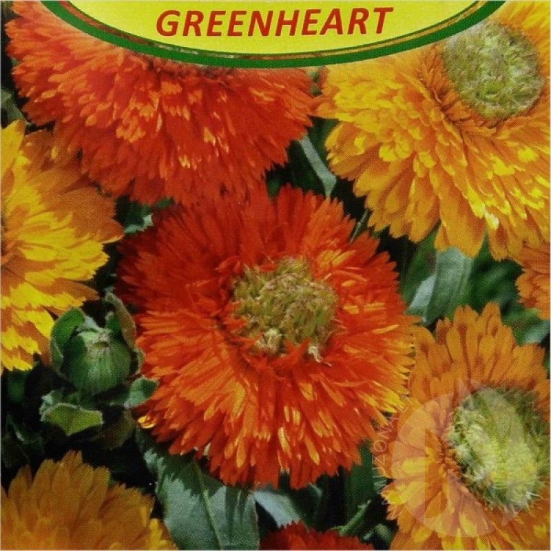 Pot Marigold (Calendula Officinalis Greenheart) 120 seeds (#1809)