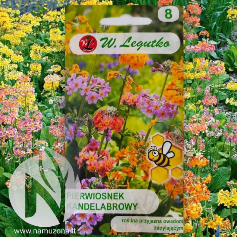 Raktažolė kandeliabrinė (Primula candelabra hybrid mišinys) sėklos - 80 vnt. (#1018)
