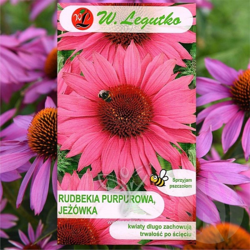 Ežiuolė rausvažiedė (Echinacea Purpurea purpurinė) sėklos - 100 vnt. (#1292)