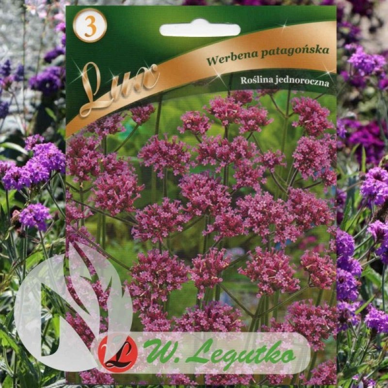 Purpletop Verbena (Verbena Bonariensis) 600 seeds (#1050)