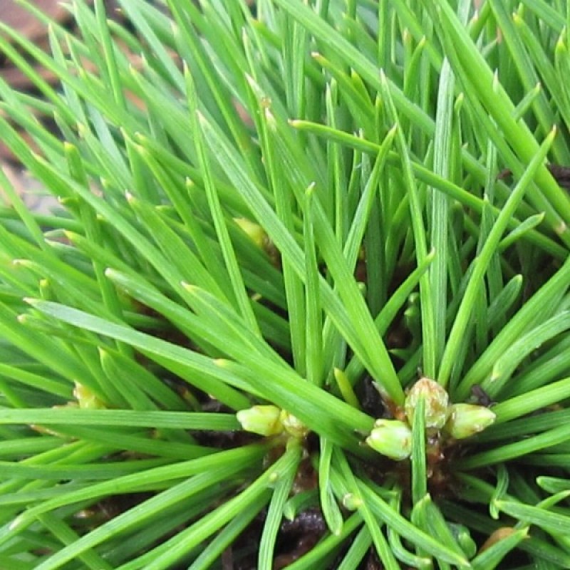 Pušis Bunge (Pinus Bungeana) sėklos - 5 vnt. (#47)
