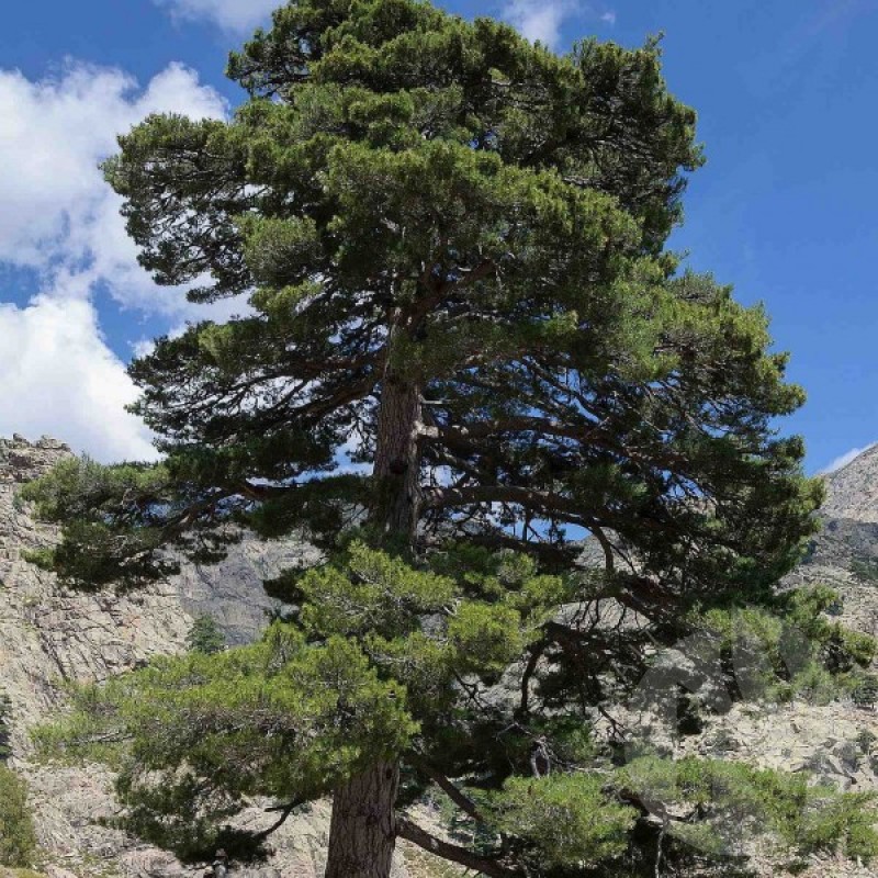 Japanese Black Pine (Pinus Thunbergii) 15 seeds (#195)