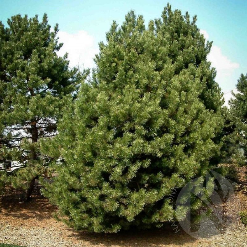 Austrian Pine (Pinus Nigra Austriaca) 10 seeds