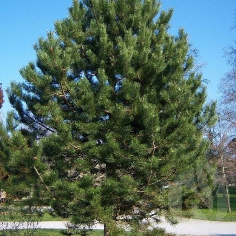 Pušis juodoji Europinė (Pinus Nigra) sėklos - 20 vnt. (#486)