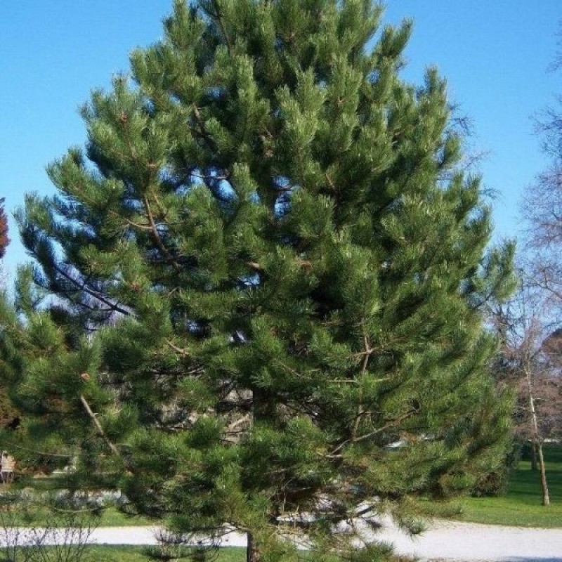 Pušis juodoji Europinė (Pinus Nigra) sėklos - 20 vnt. (#486)