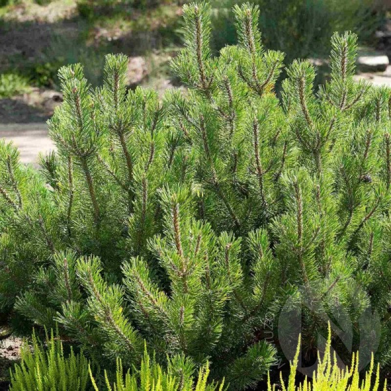 Dwarf Mugho Pine (Pinus Mugo Pumilio) 20 seeds (#526)
