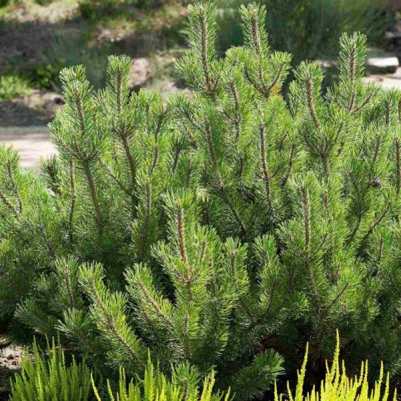 Pušis kalninė (Pinus Mugo Pumilio) sėklos - 20 vnt (#526)