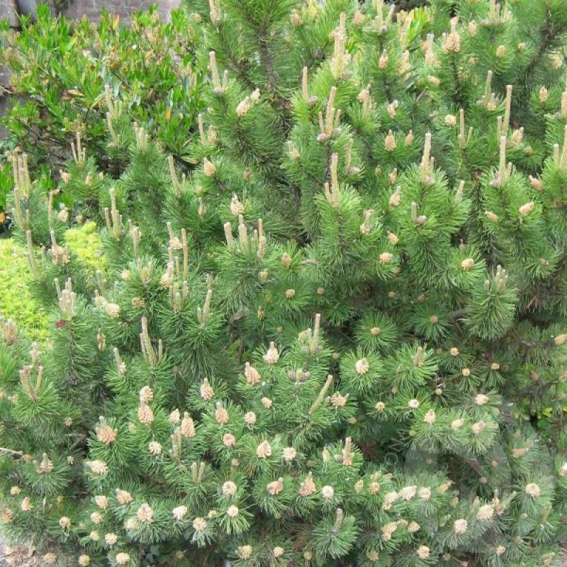 Pušis keružinė (Pinus Mugo Mughus) sėklos - 15 vnt. (#386)