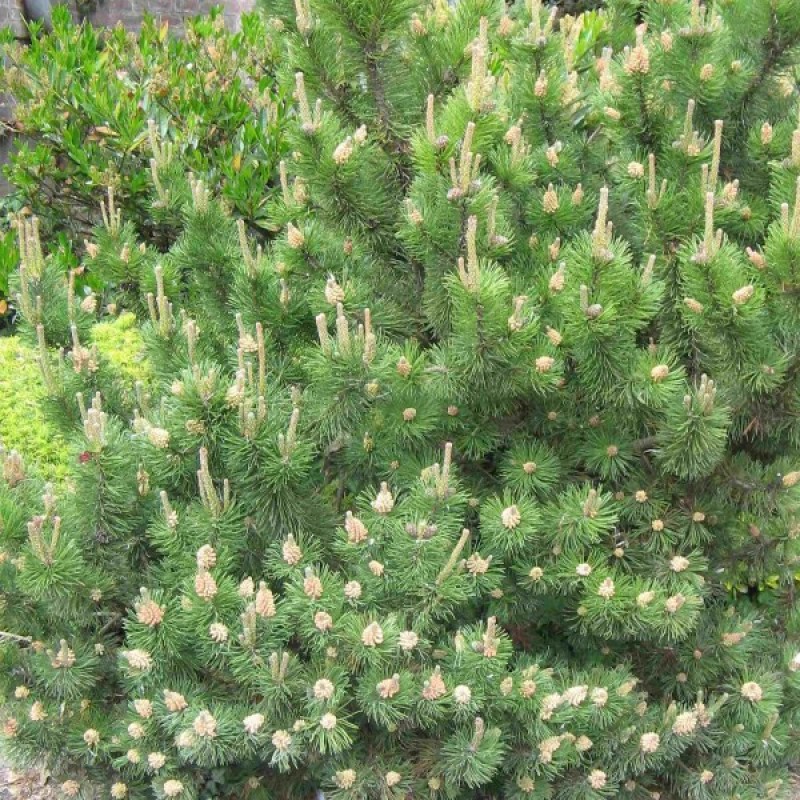 Mountain Pine (Pinus Mugo Mughus) 15 seeds (#386)