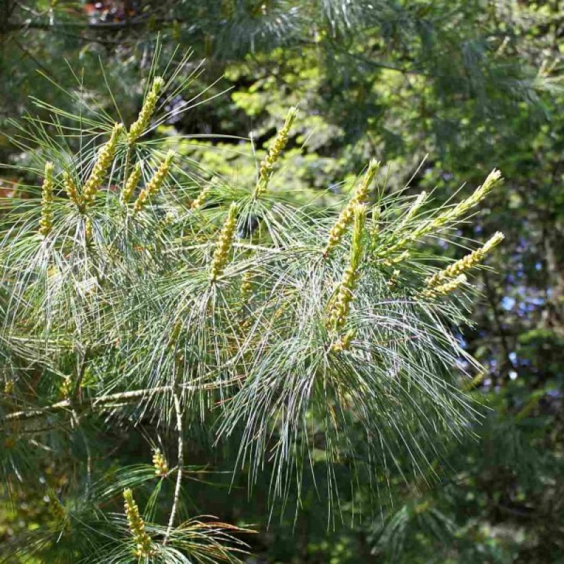 Pušis kininė Armando (Pinus Armandii) sėklos - 5 vnt. (#721)