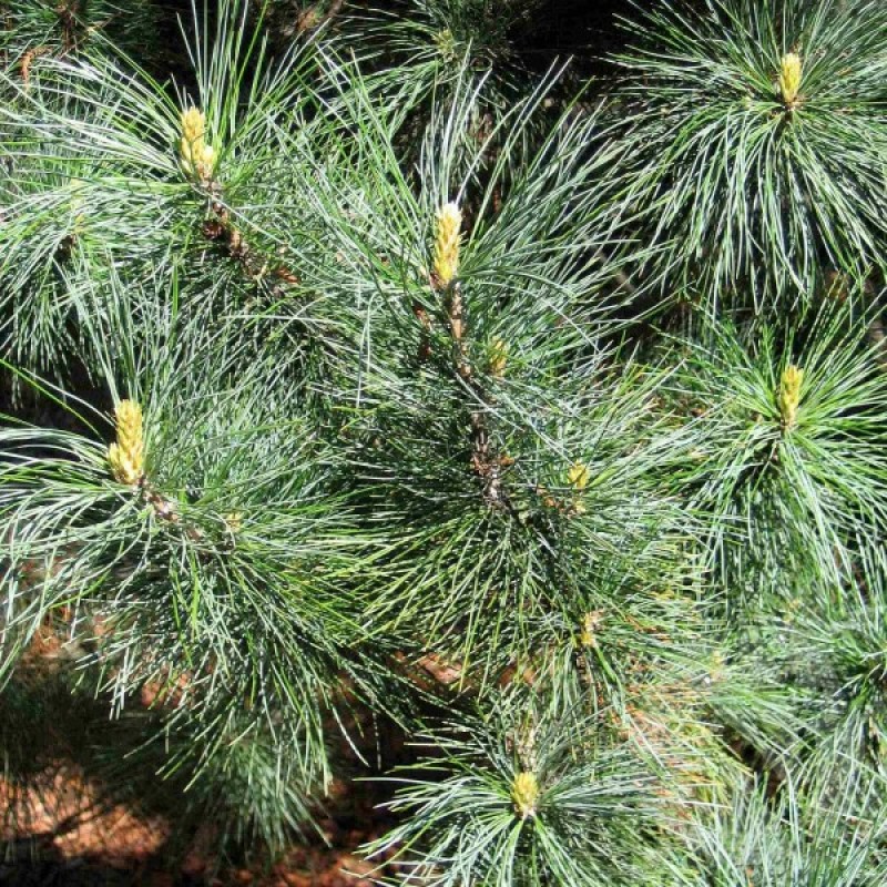 Korean Nut Pine Cedar (Pinus Koraiensis) 5 seeds (#74)