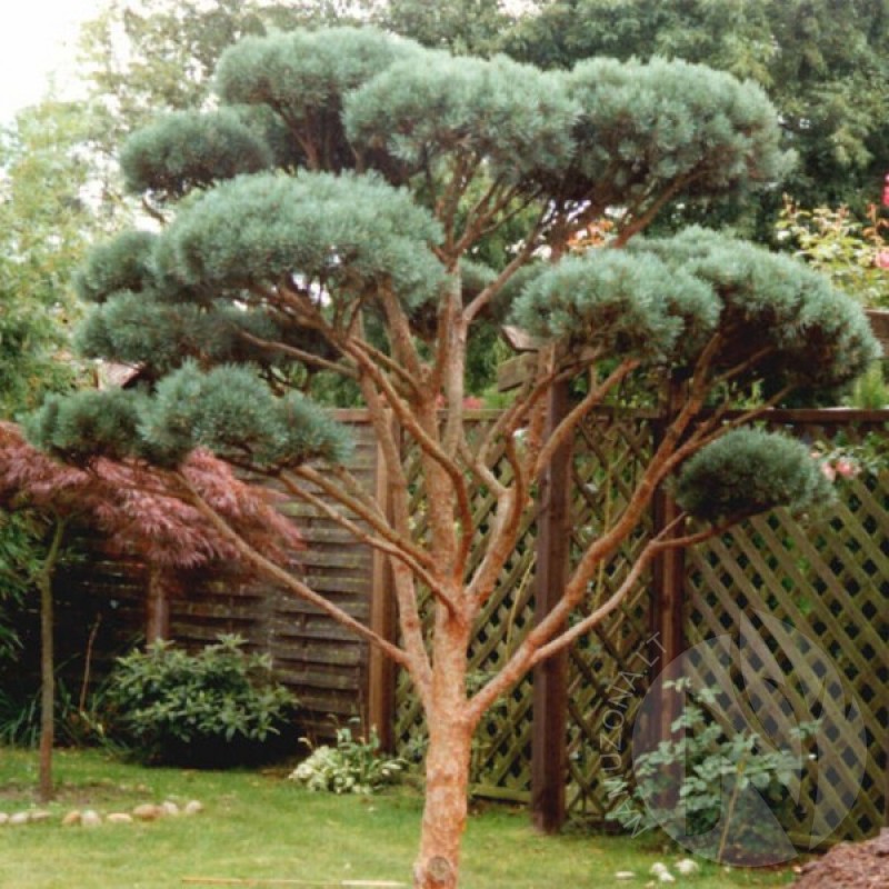 Scots Pine Austrian (Pinus Sylvestris) 20 seeds (#207)