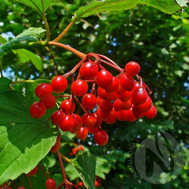 European Cranberrybush (Viburnum Opulus) 20 seeds (#677)