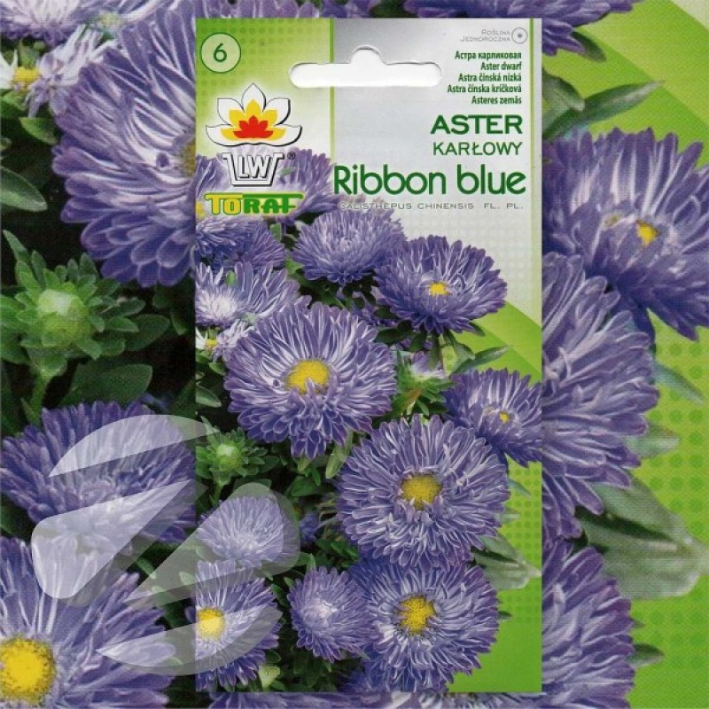 Aster (Callistephus Chinensis liliput Ribbon Blue) 150 seeds (#2289)