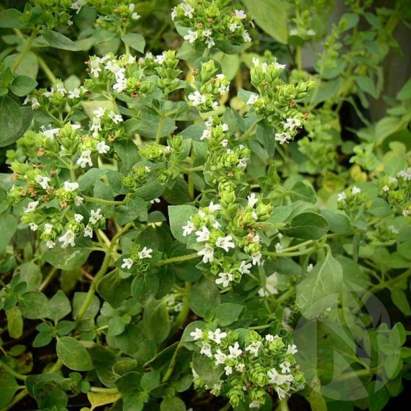Greek Oregano (Origanum heracleoticum) 300 seeds (#2344)