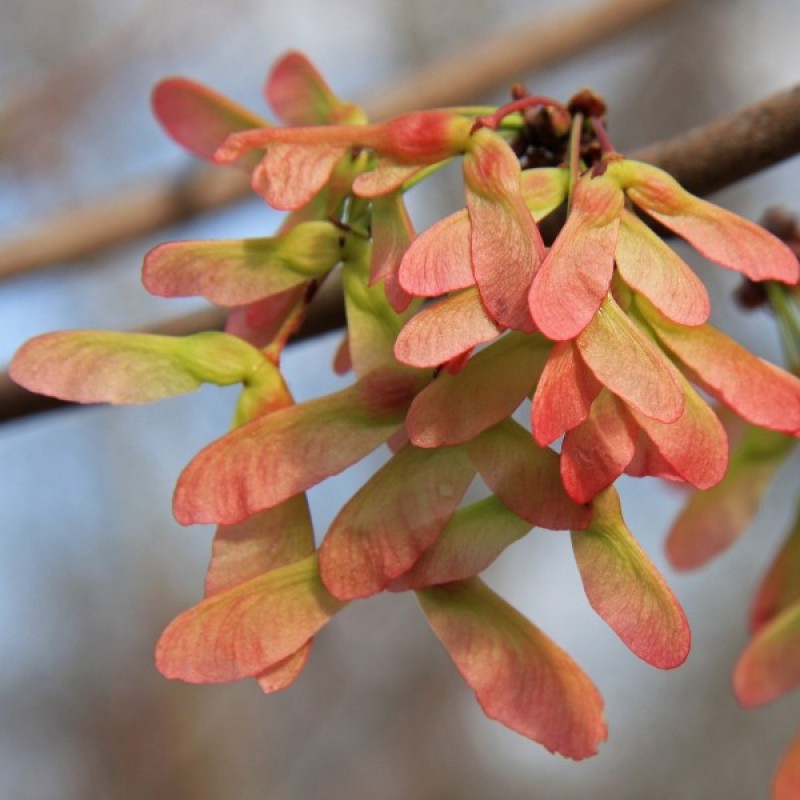 Klevas raudonasis (Acer Rubrum) sėklos - 20 vnt. (#254)