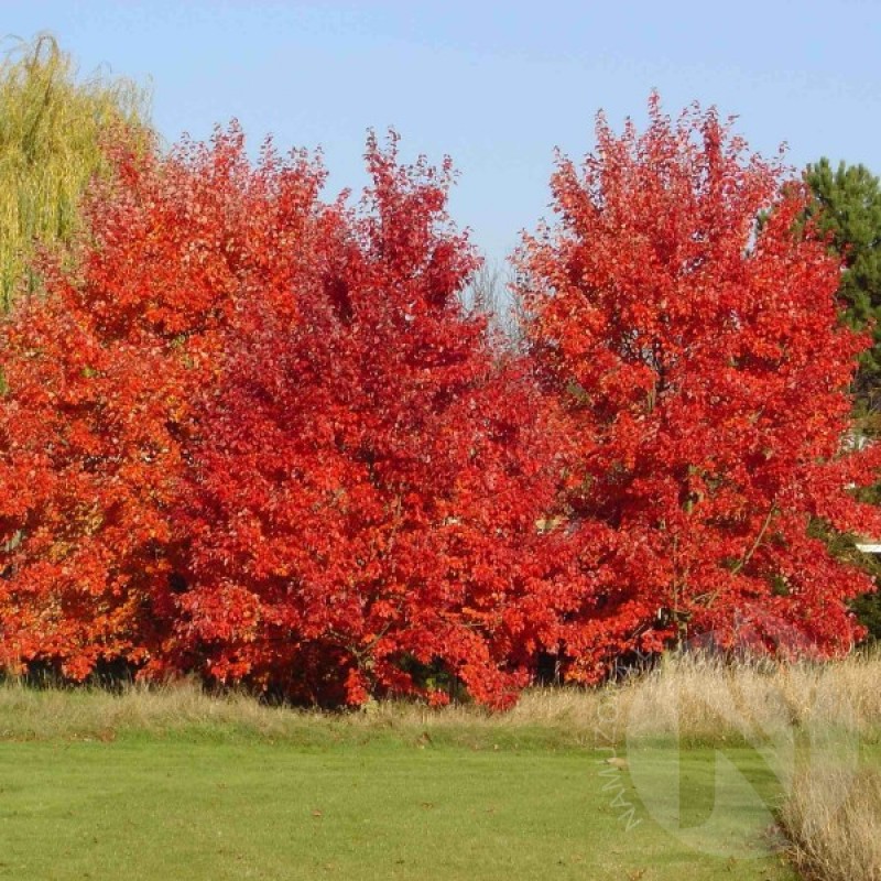 Red Maple (Acer Rubrum) 20 seeds (#254)
