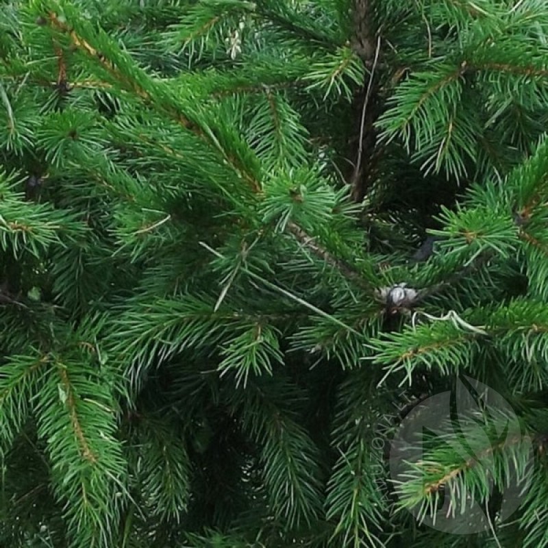 Red Spruce (Picea Rubens) 20 seeds (#780)