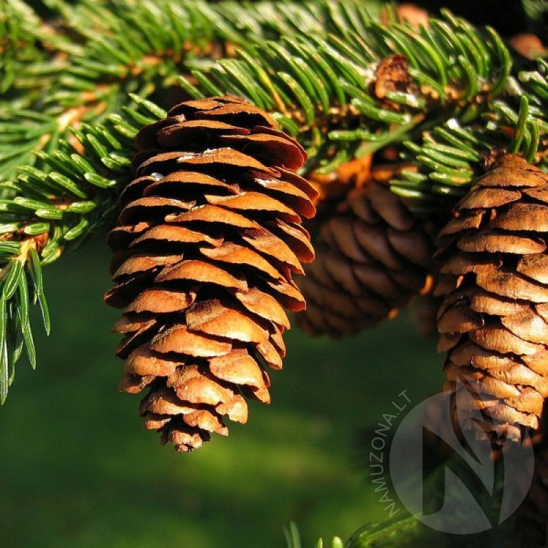 Red Spruce (Picea Rubens) 20 seeds (#780)